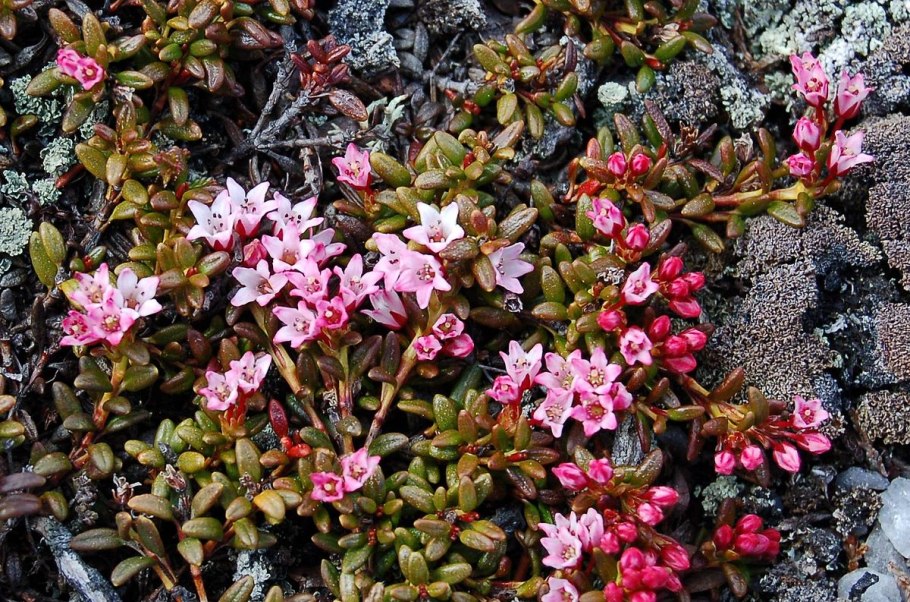 Loiseleuria procumbens