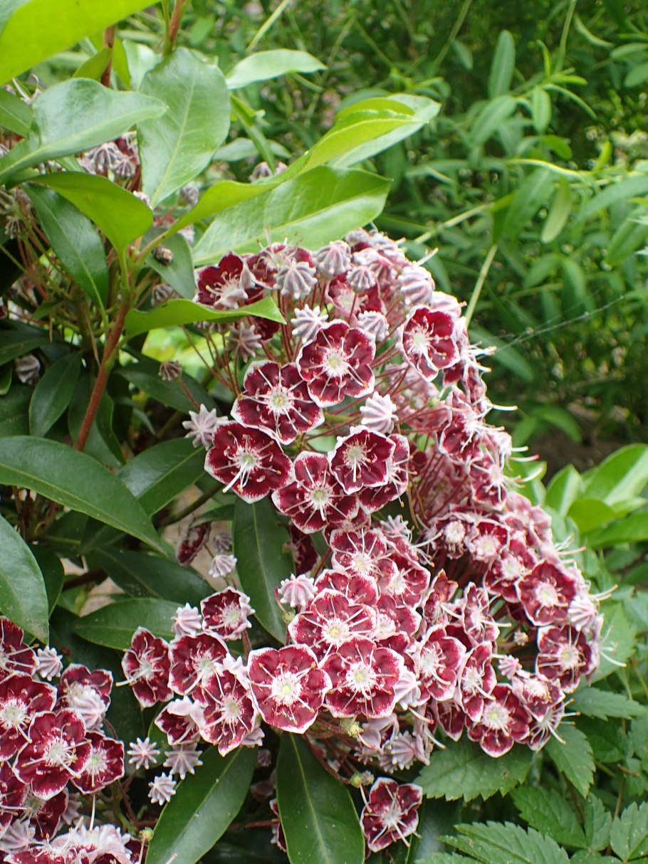 Кальмия тэд