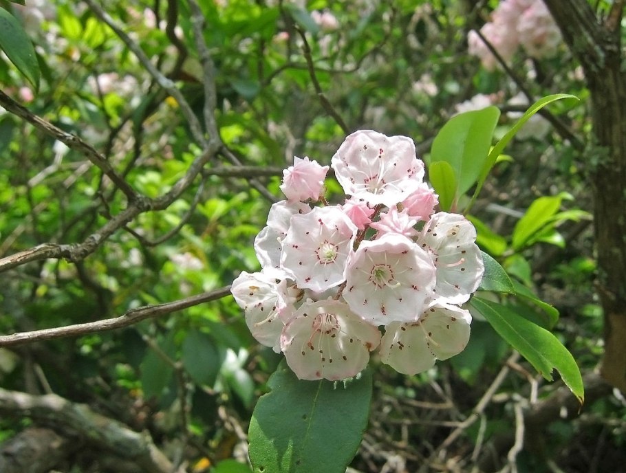 Кальмия лежачая