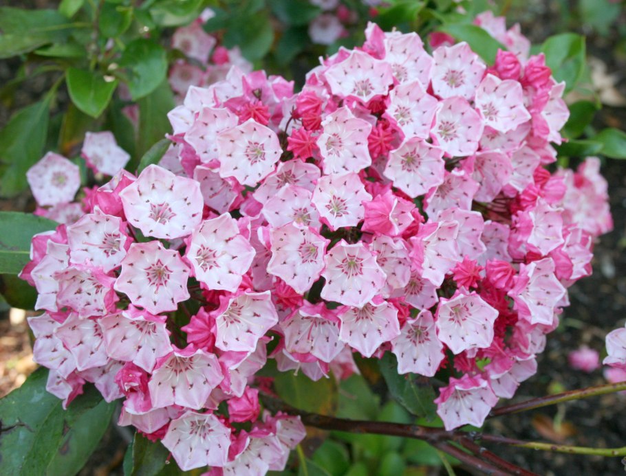 Kalmia latifolia