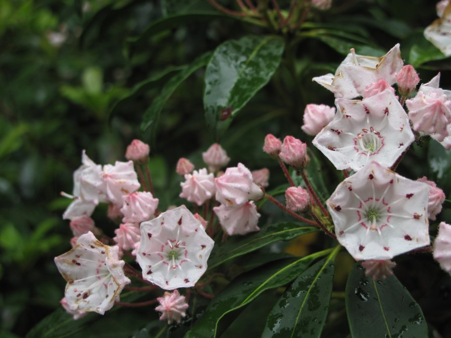 Кальмия (горный лавр)