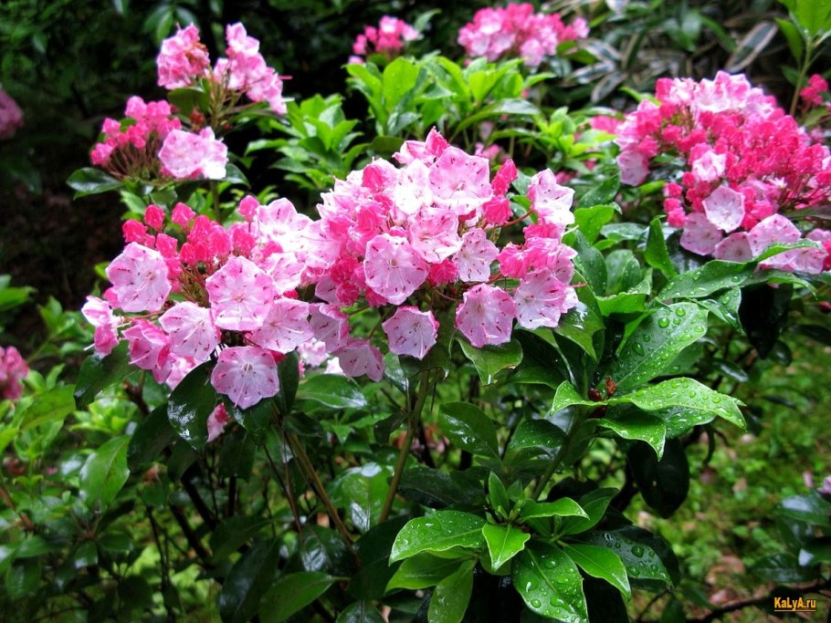 Кальмия широколистная