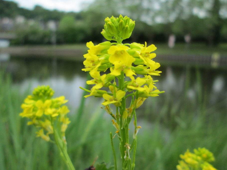 Сурепка barbarea vulgaris