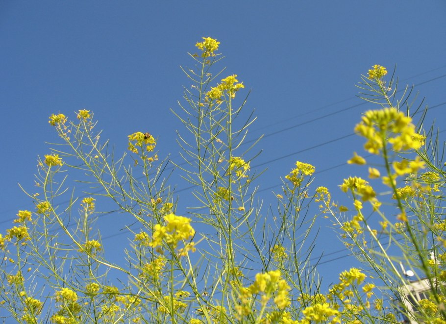 Рапс – brassica napus.