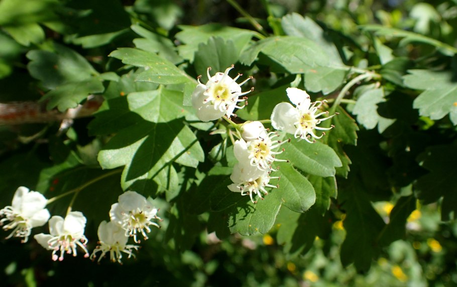 Азароль фото
