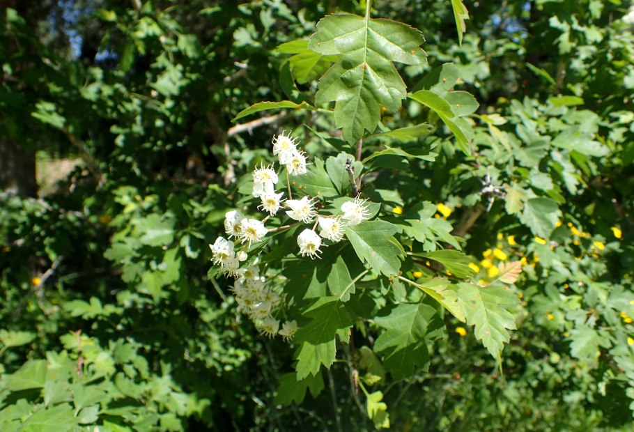 Боярышник Сибирский кроваво-красный