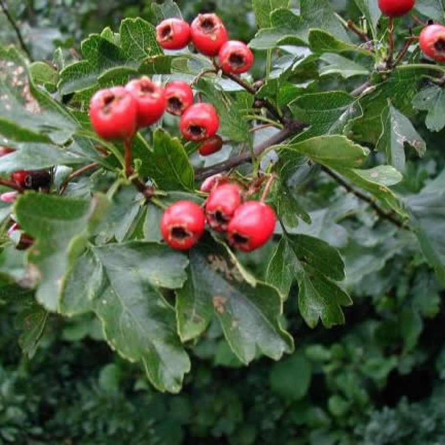 Боярышник азароль