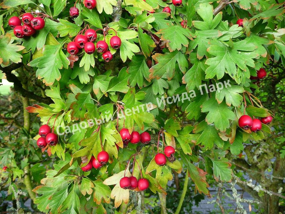 Боярышник однопестичный