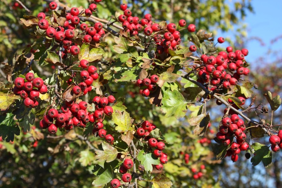 Боярышник максимовича (crataegus maximowiczii)