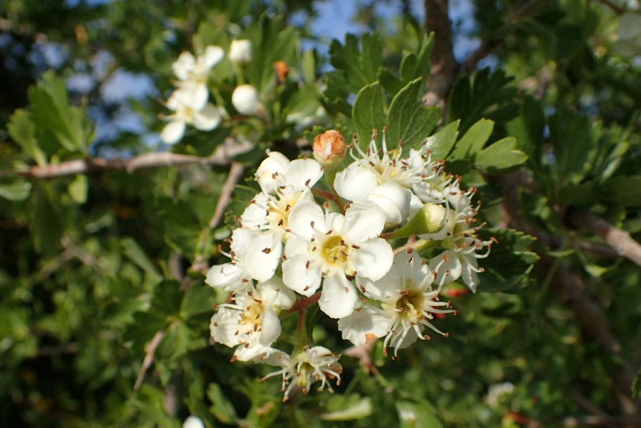 Азароль боярышник фото и описание