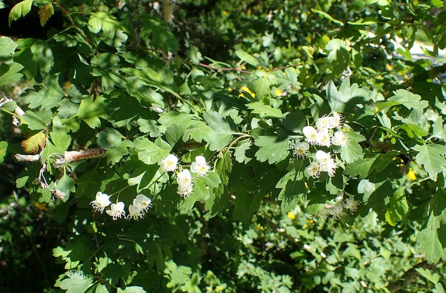 Азароль фото