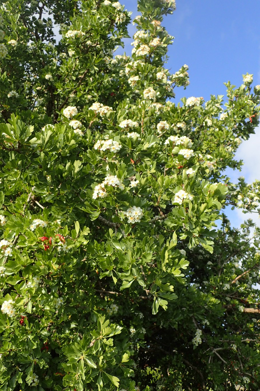 Crataegus submollis гербарий