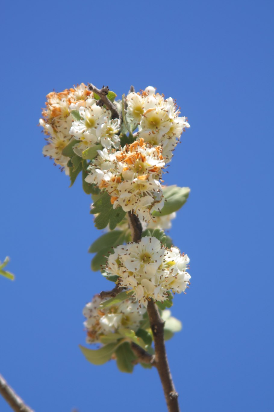 Боярышник азароль