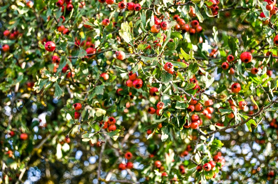 Crataegus mexicana