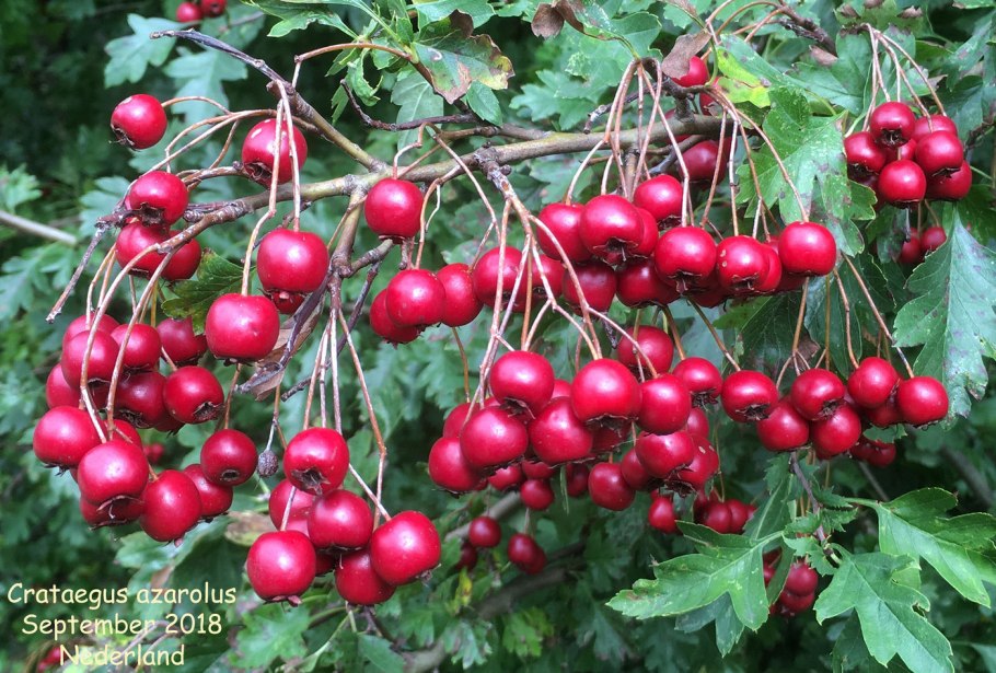 Crataegus azarolus