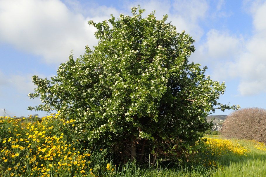 Crataegus azarolus