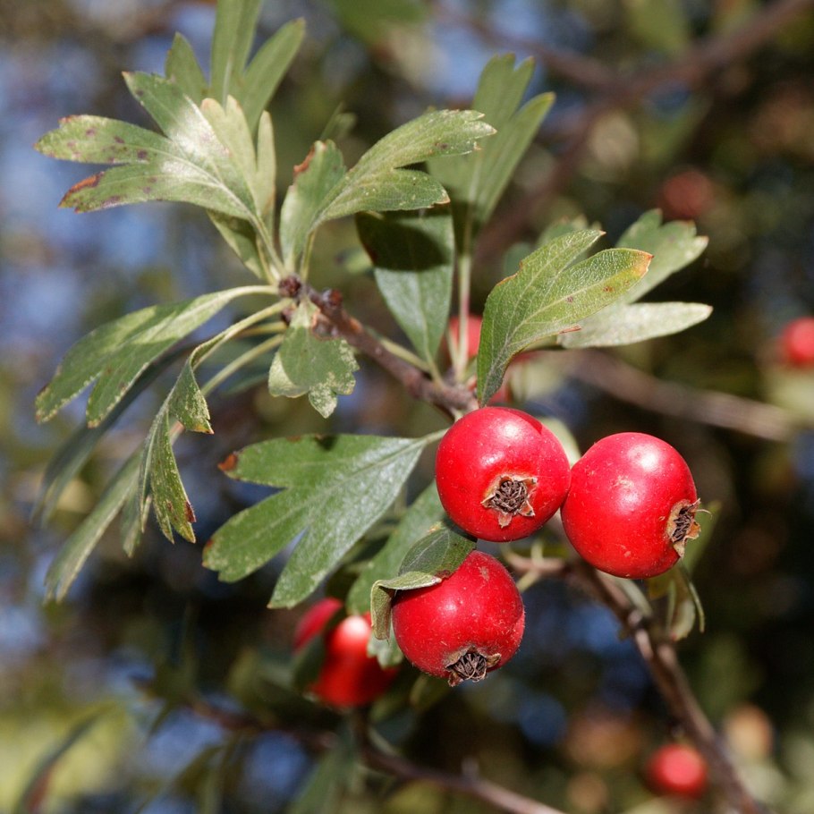 Боярышник кроваво-красный crataegus sanguinea