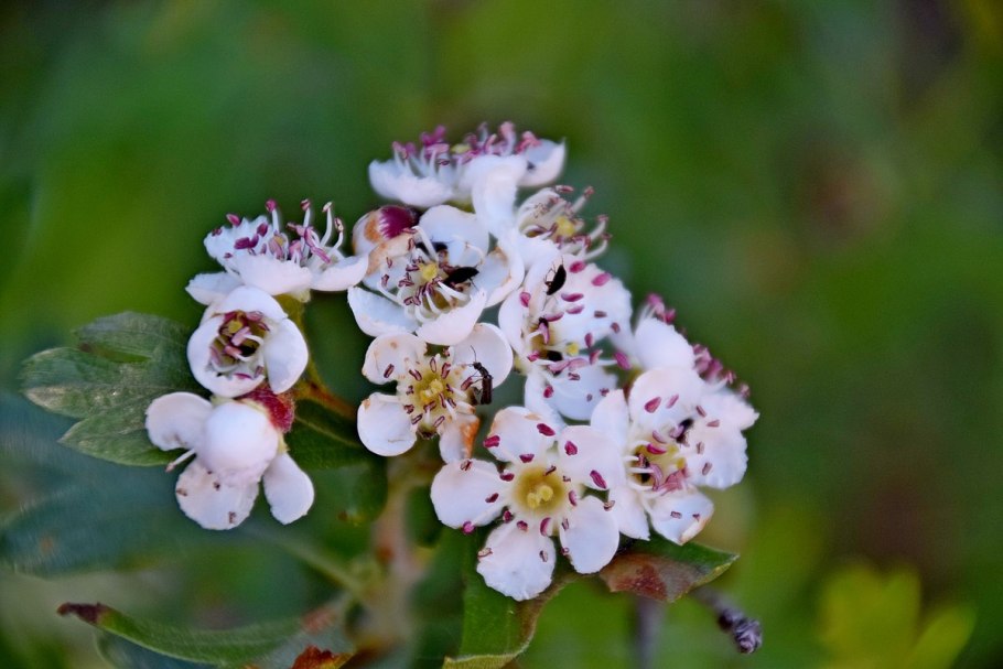 Crataegus douglasii