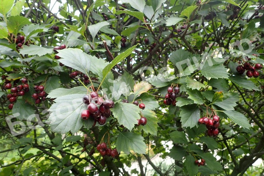 Crataegus Germanica описание