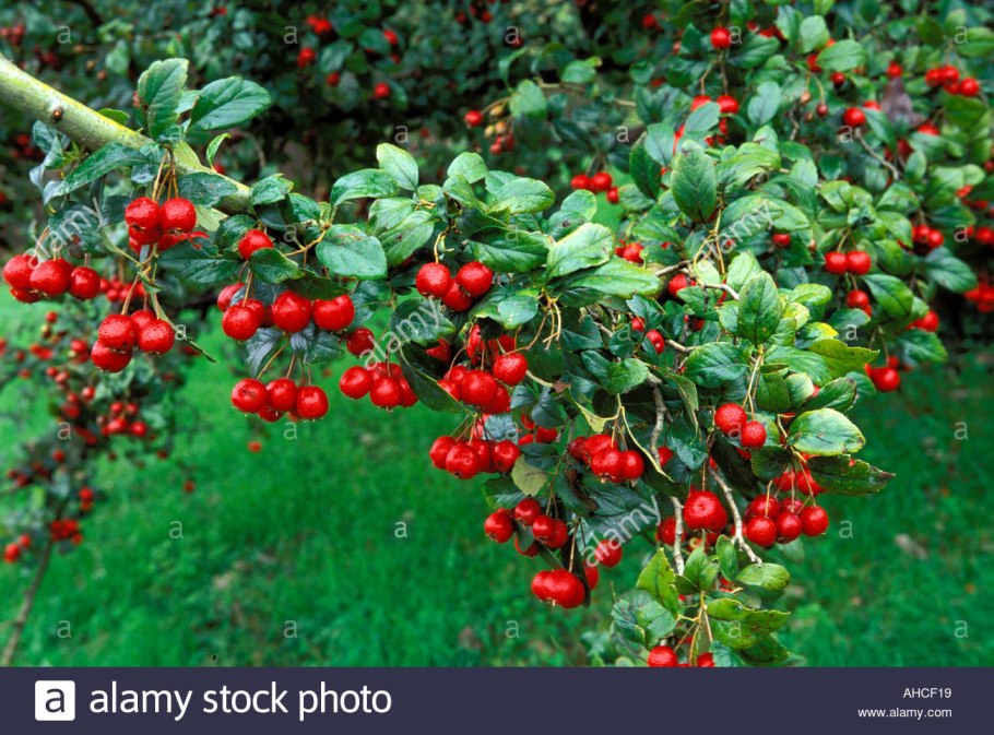 Боярышник сибирский кроваво-красный