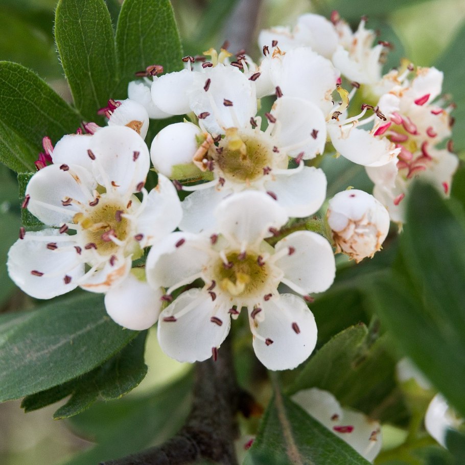 Crataegus monogyna