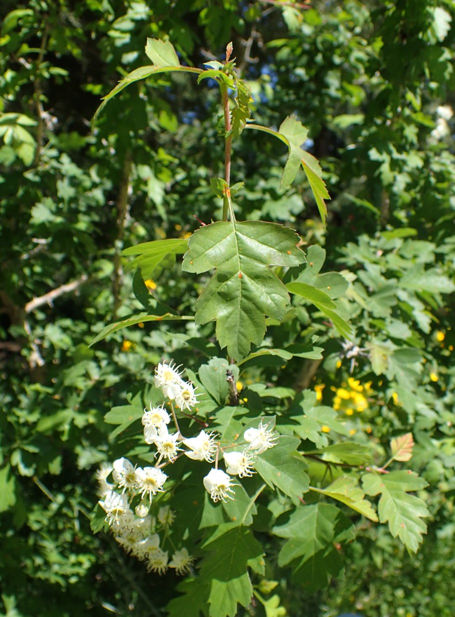 Crataegus azarolus