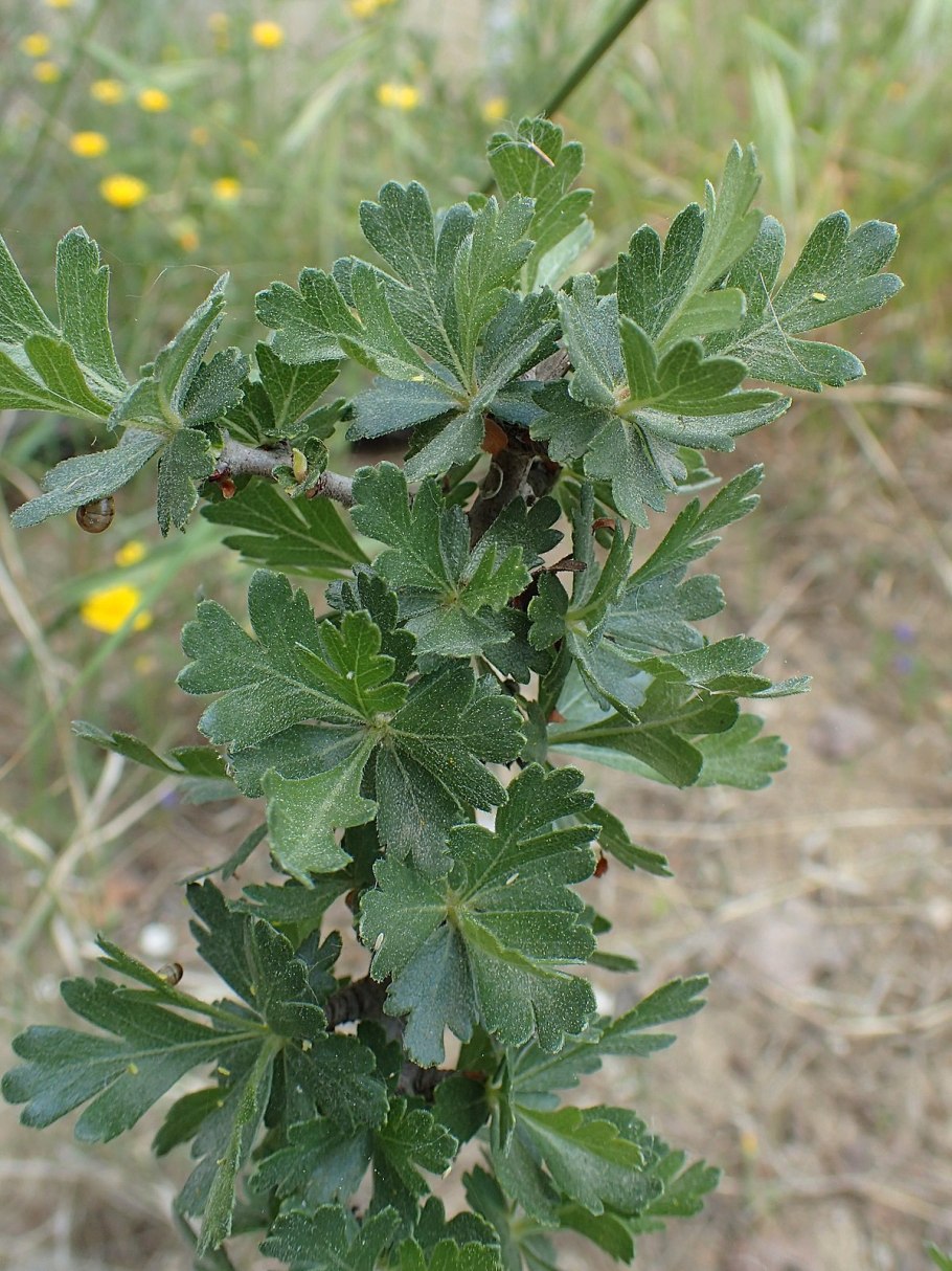 Крыжовник куст