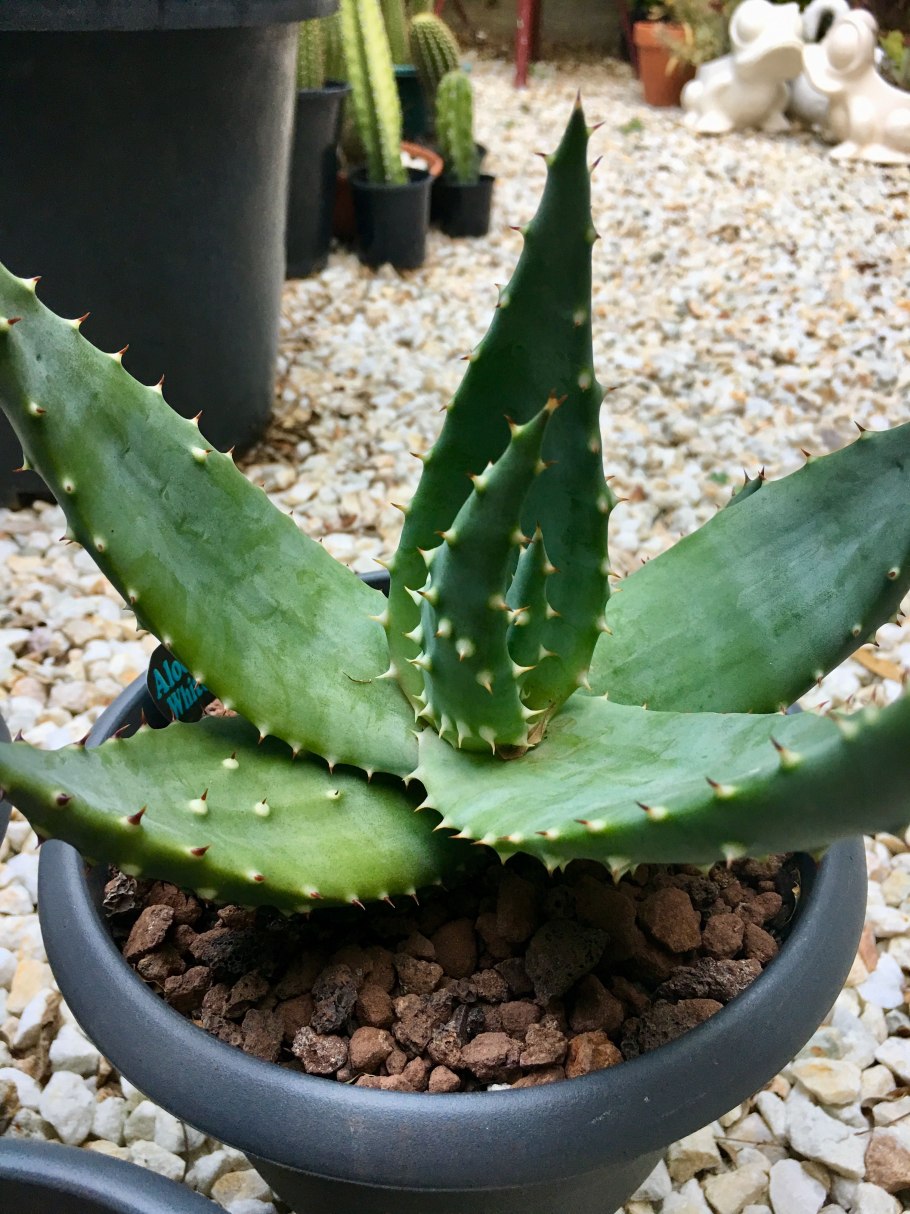 Агава бородавчатая