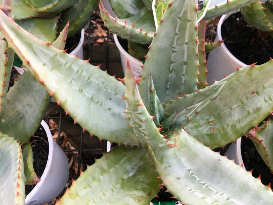 Алоэ Вера широколистный