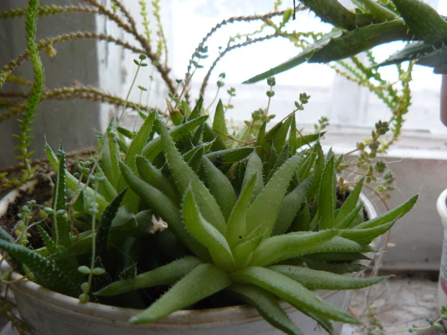 Суккулент алоэ аристата