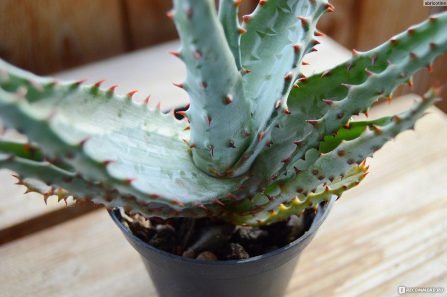 Aloe aculeata 'CROUSIANA'