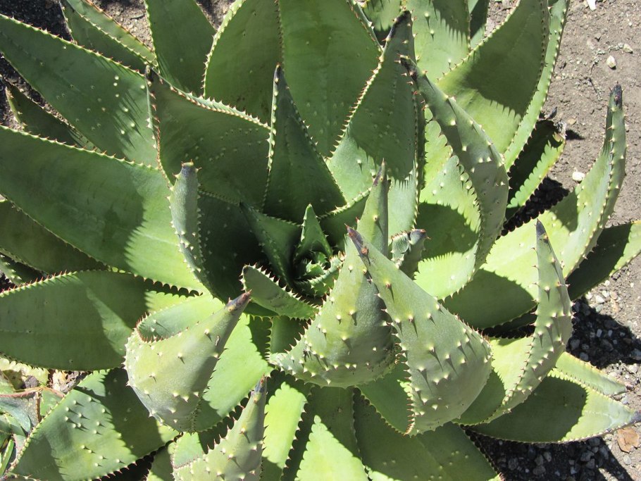 Суккулент алоэ Вера