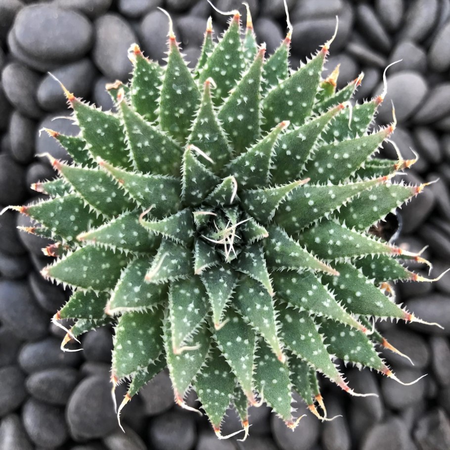 Алоэ аристата Мэджик