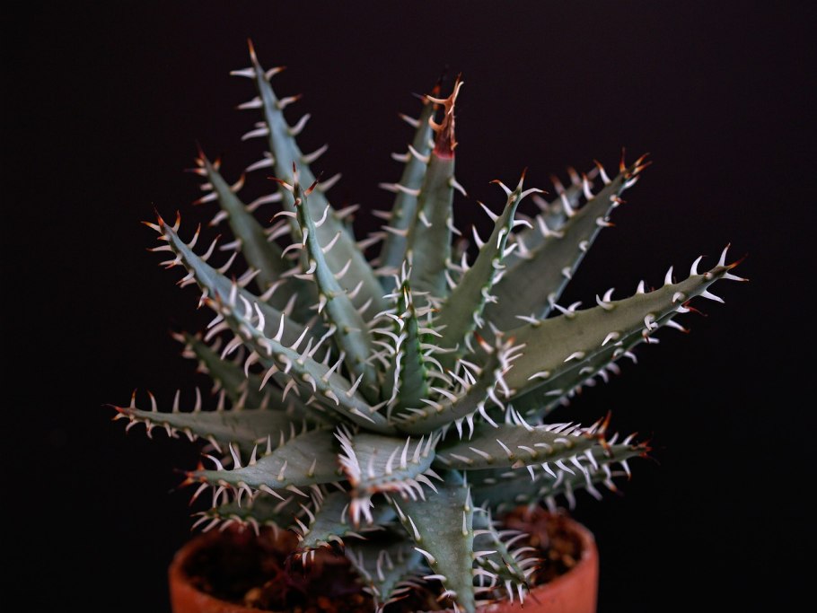 Алоэ Песчаная колючка