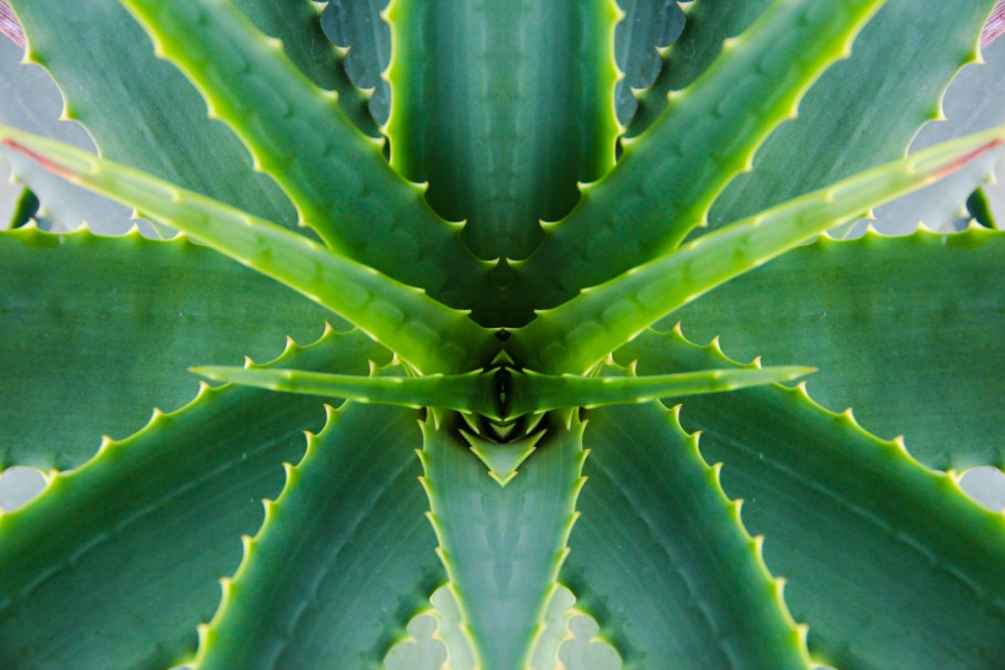 Алоэ вера цветок столетник