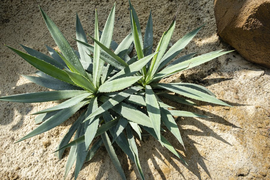 Агава американская