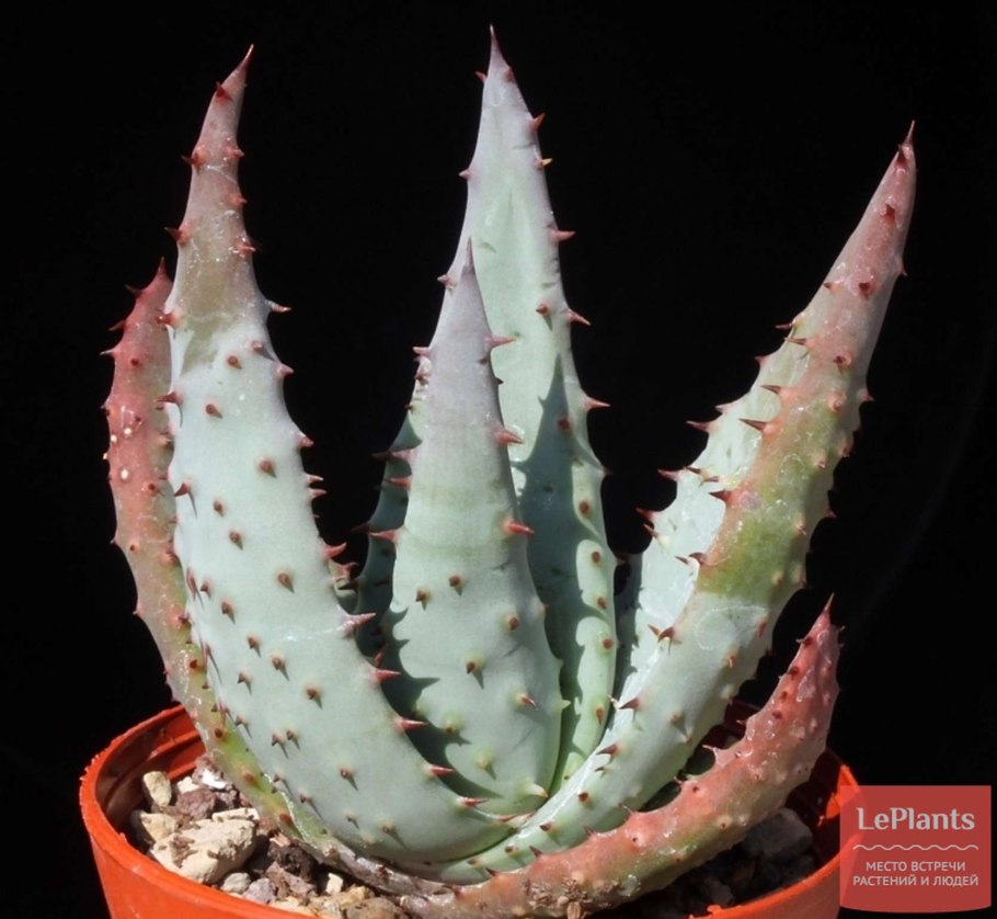 Суккулент алоэ Вера