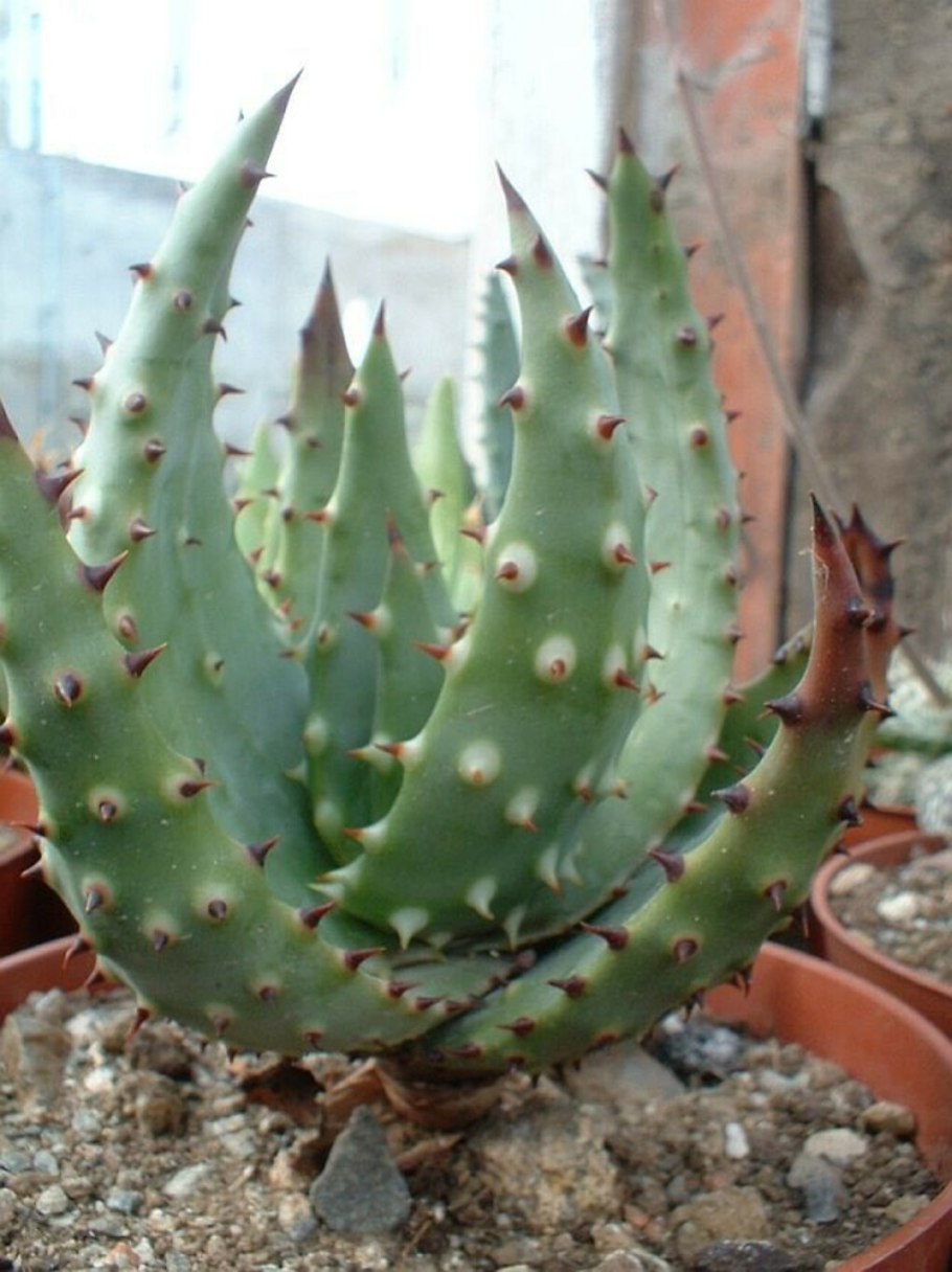 Суккулент Жемчужная хавортия