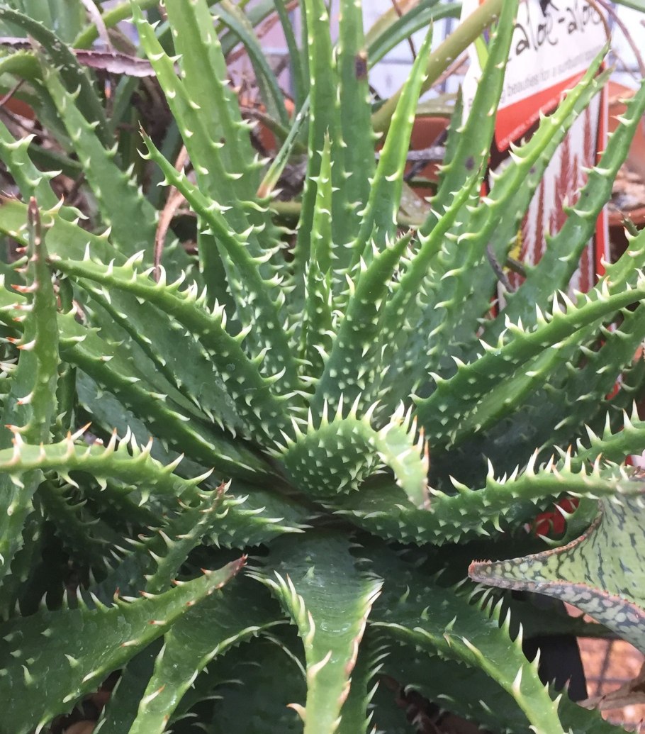 Уличный алоэ Агава