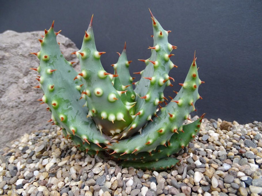 Aloe aculeata 'CROUSIANA'
