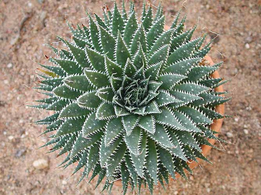 Стеблевой суккулент