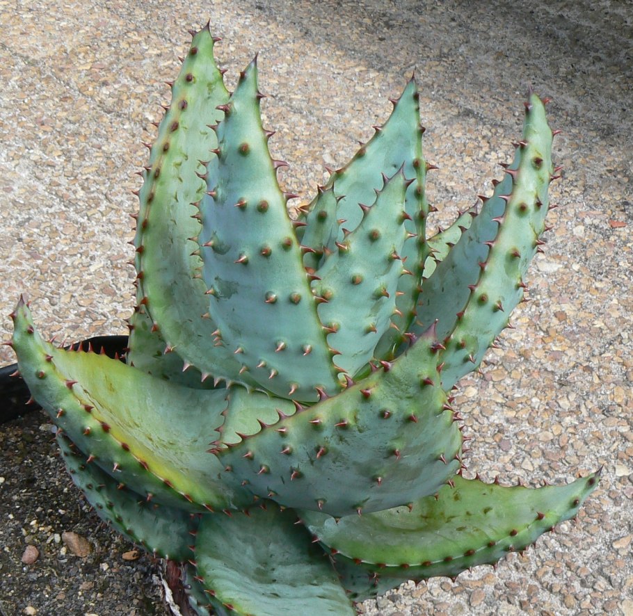 Алоэ aculeata