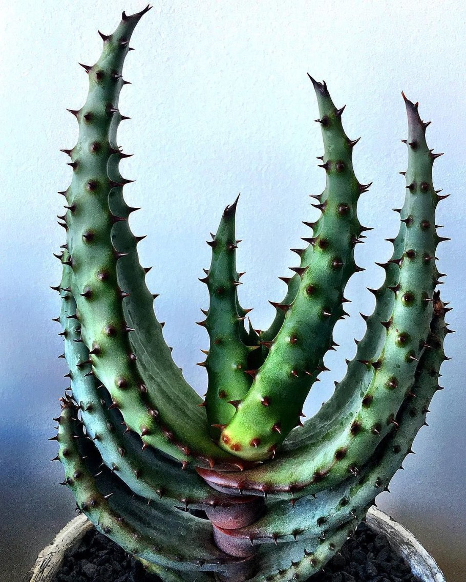 Алоэ колючее цветение