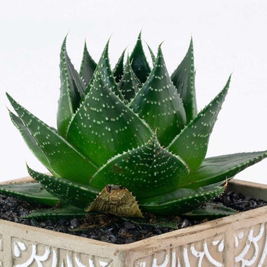 Aloe aculeata 'CROUSIANA'
