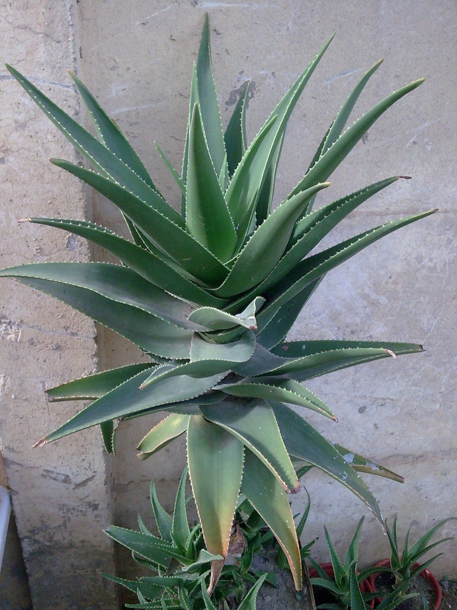 Алоэ конголензис