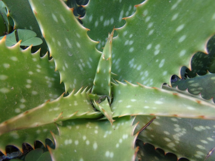 Алоэ Пиротта