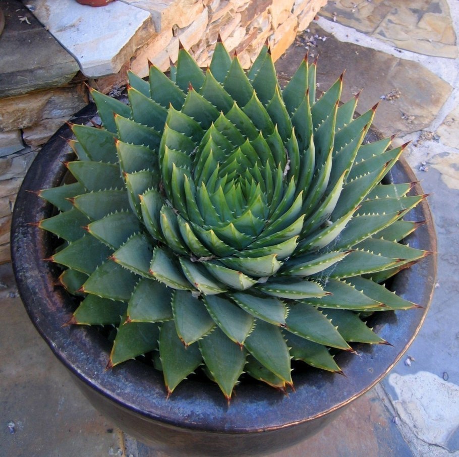 Aloe polyphylla spiral