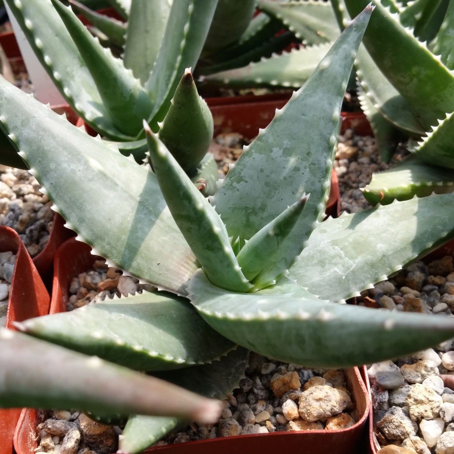 Алоэ aloe krapohliana