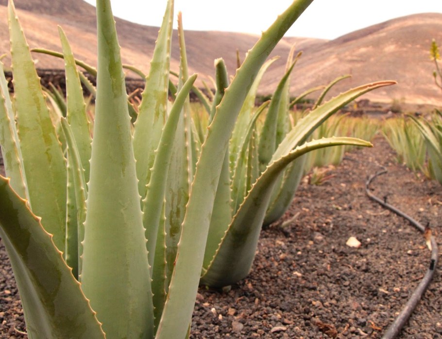 Алоэ Aloe krapohliana
