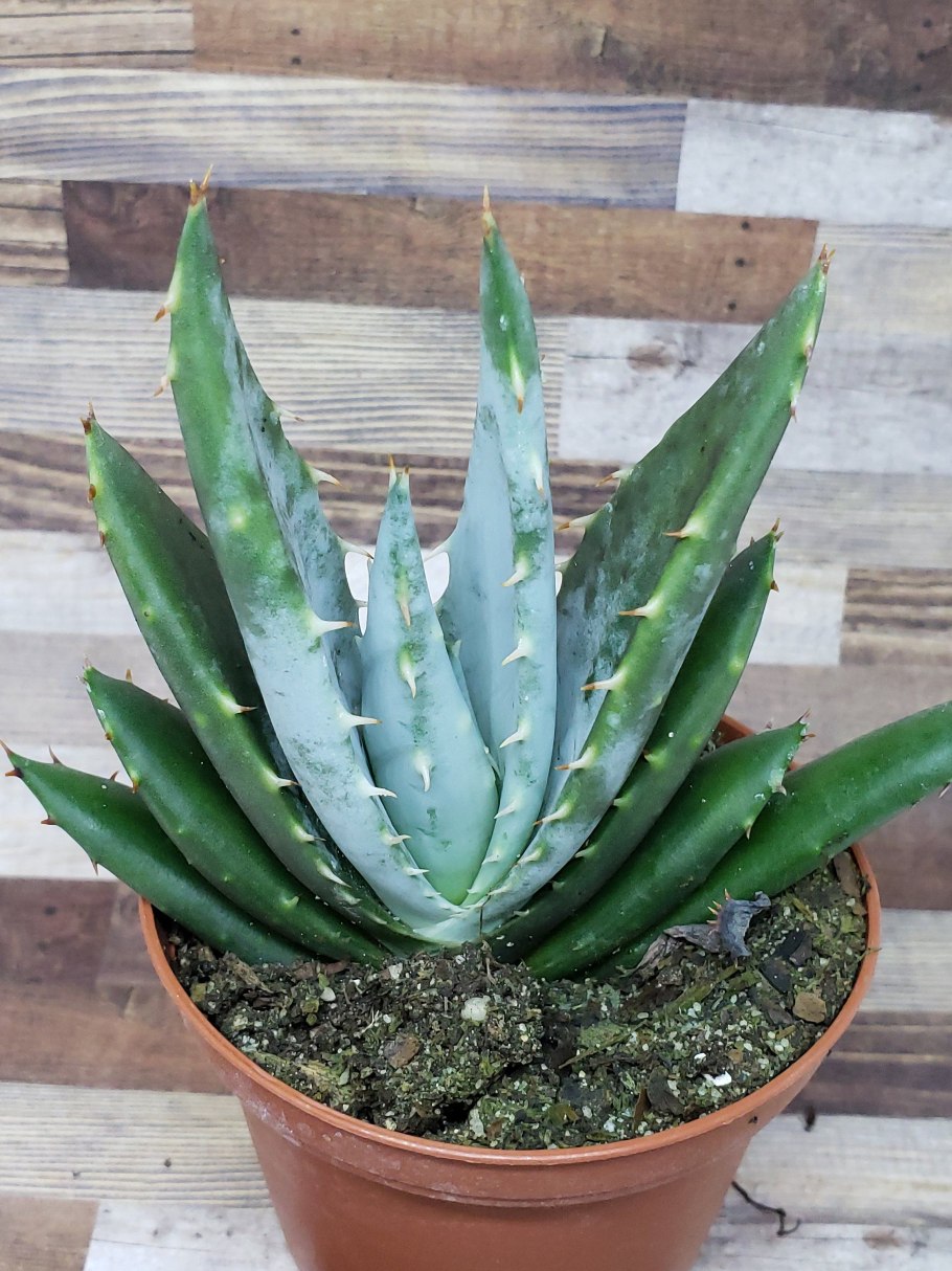 Алоэ акулеата